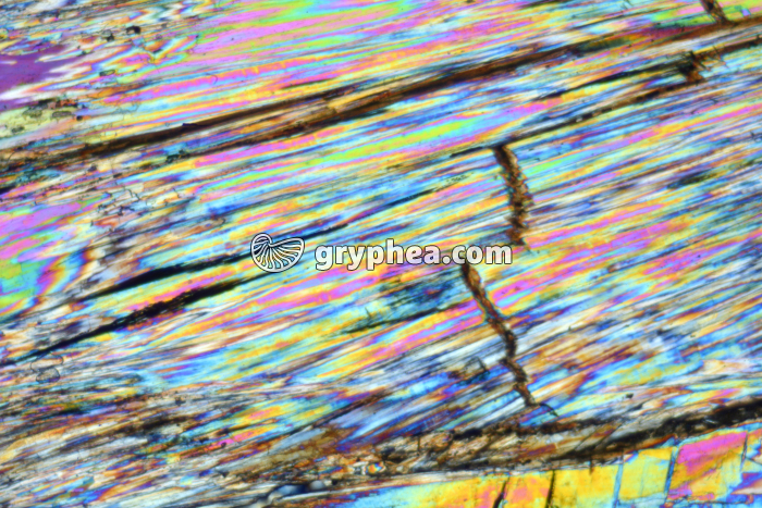 Gypse LPA x10 - gryphea.com